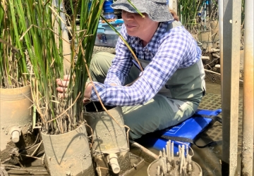 A volunteer wearing a hat, plaid shirt, and waders sits on a cushion and counts green stems on a sunny day.