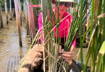 A volunteer wearing a bright pink shirt, a hat, sunglasses, and waders sits in water and counts green plant stems.