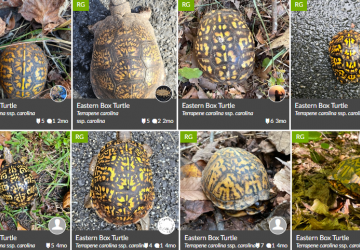 Photo of box turtles submitted to the iNaturalist project page for the SERC Box Turtle Study.