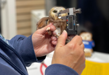 one hand is holding a northern saw-whet owl and the other is using calipers to measure the beak. 