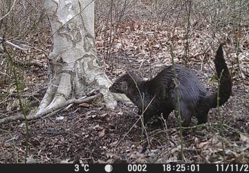 A photo from a camera trap of a river otter visiting a latrine.