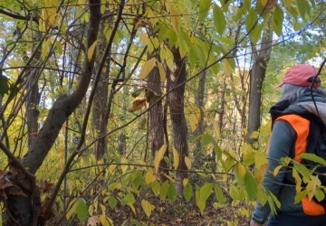 volunteer in high visibility vest holding a data sheet clipboard looking on at a set-up mist net amongst leaves changing color g