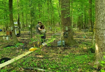 in a deciduous forest, two people stand on a wood plank that intersects with others on the forest floor.