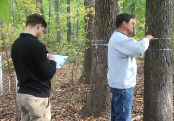 volunteers measure trees