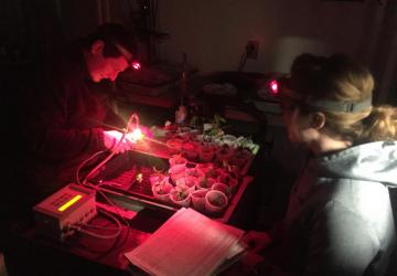 measuring plant fluorescence 