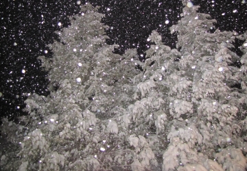 Giant snowflakes pour down on snow-covered pine trees, against a black night sky