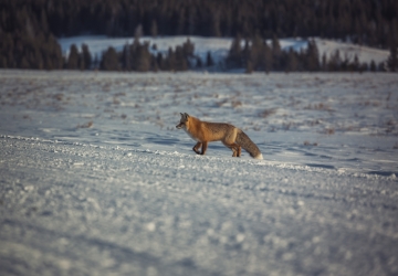 A red fox trots across a snowy landscape