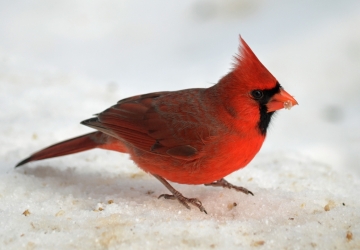  A bright red cardinal stands on the snow, with a few light yellow seeds in its beak.