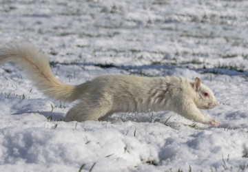 A white squirrel with red eyes races across a snowy landscape.