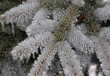 Closeup of pine cones covered in silver ice, branching out like the rays of a star