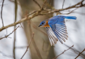A vibrant bluebird flies in front of a tree, its wings pointing downwards to show off the individual feathers.