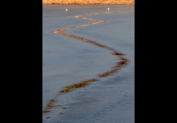 On a frozen lake, two distant white birds have left a winding trail where the ice is clearer.