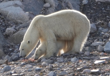 A polar bear stands on a rocky hill, with a polar bear cub standing in the same pose beneath its belly.
