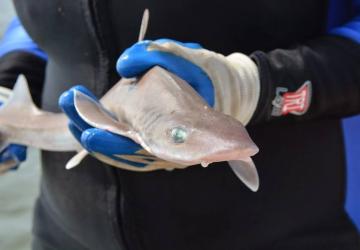 Close-up of smooth dogfish shark, held in two blue-gloved hands