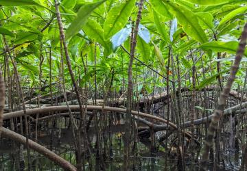 Mangroves