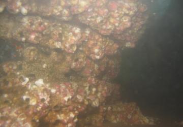 Biofouling encrusts the top of a rudder on a commercial ship.