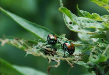 Beetle damage