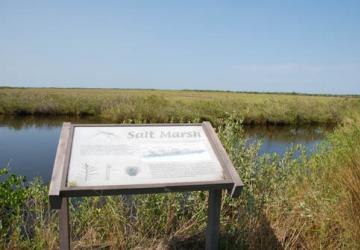 Salt marsh