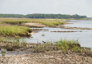 salt marsh