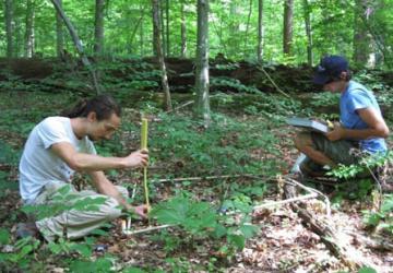 measuring seedlings