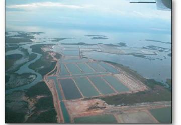 Shrimp Farm