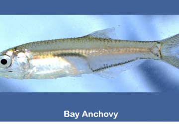 Bay anchovy (Anchoa mitchelli)