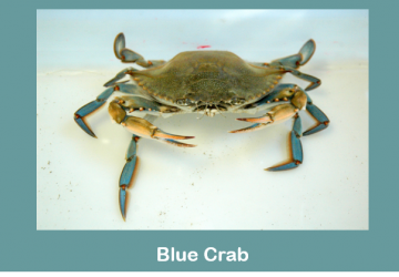 Blue crab (Callinectes sapidus)