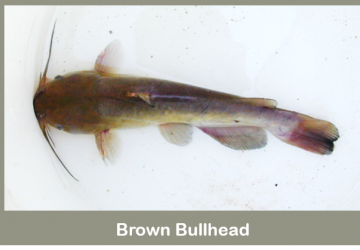 Brown bullhead catfish (Ameiurus nebulosus)