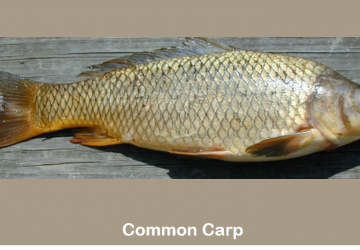 Common carp (Cyprinus carpio)