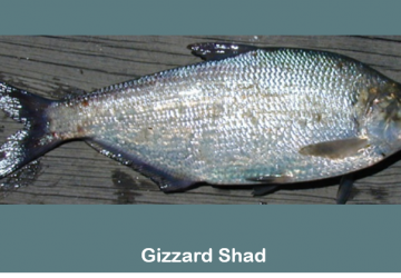 Gizzard shad (Dorosoma cepedianum)