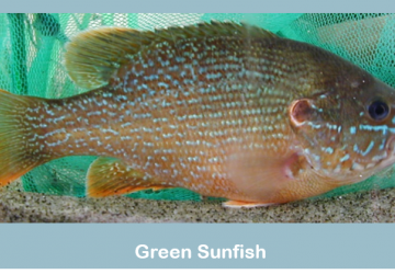 Green sunfish (Lepomis cyanellus)