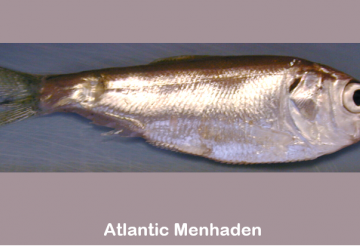 Atlantic menhaden (Brevoortia tyrannus)