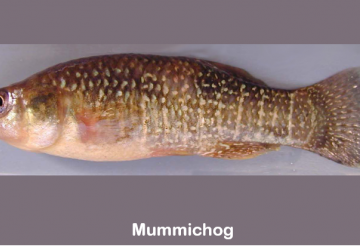 Mummichog (Fundulus heteroclitus)