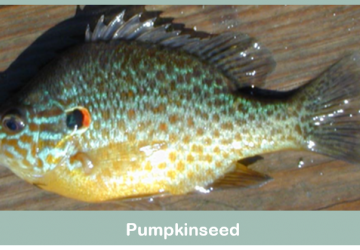 Pumpkinseed (Lepomis gibbosus)