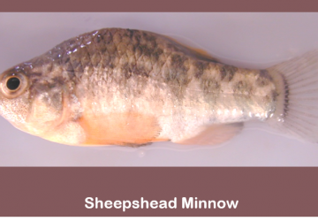 Sheepshead minnow (Cyprinodon variegatus)