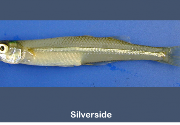 Atlantic Silverside (Menidia menidia)