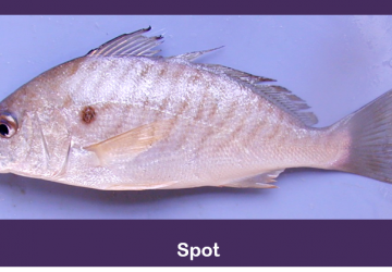 Spot ( Leiostomus xanthurus) 