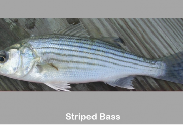 Striped bass (Morone saxatilis)