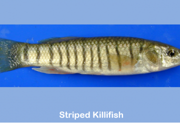 Striped killifish (Fundulus majalis)