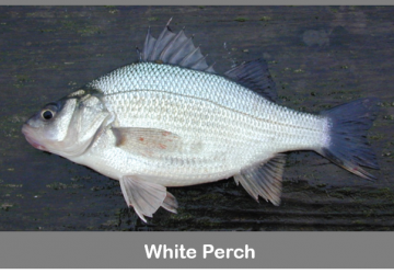 White perch (Morone americana)