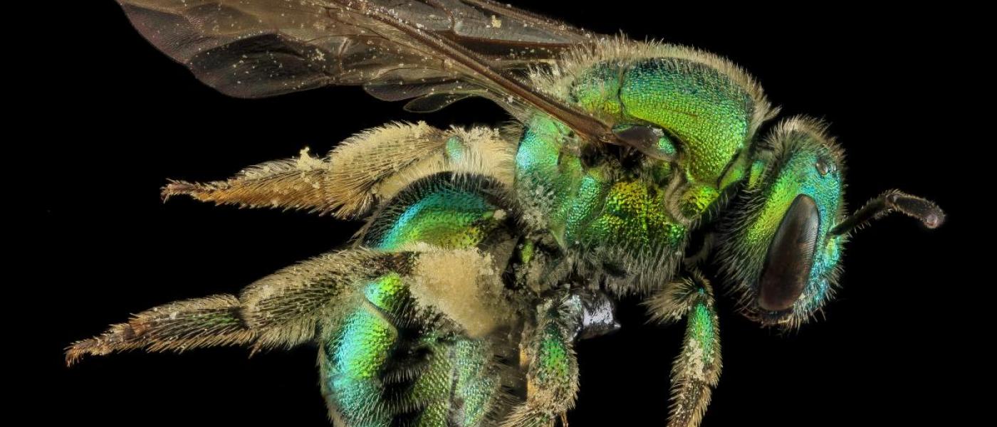 Profile of metallic-green bee against a black background