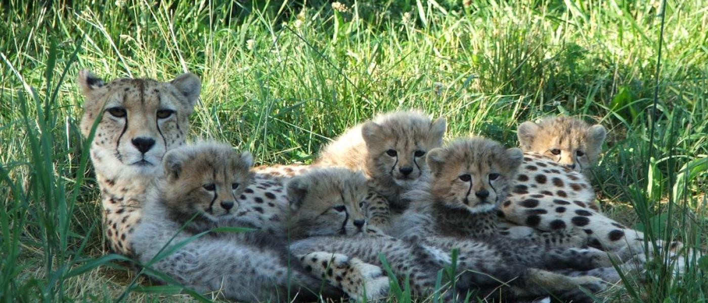 Mother cheetah lying on grass with five cheetah cubs