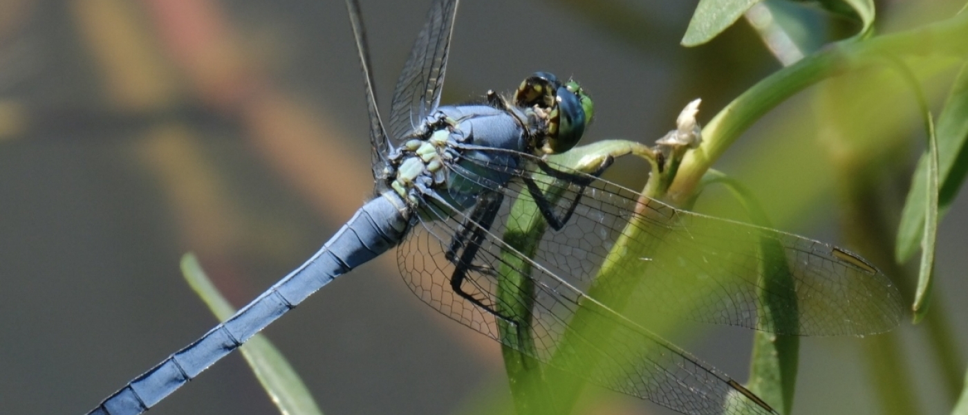 A blue dragonfly perches on a green leaf with its four wings outstretched