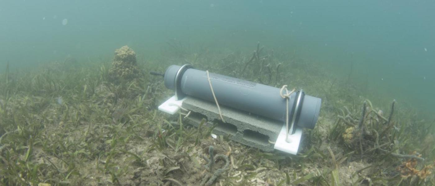 A passive acoustic recorder deployed in a seagrass bed in Panama.