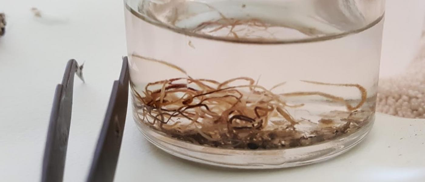 Parasitic worms found in fecal matter