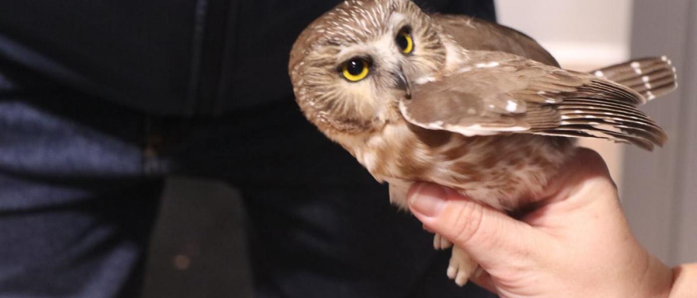 saw whet owl is being held by a white hand. 