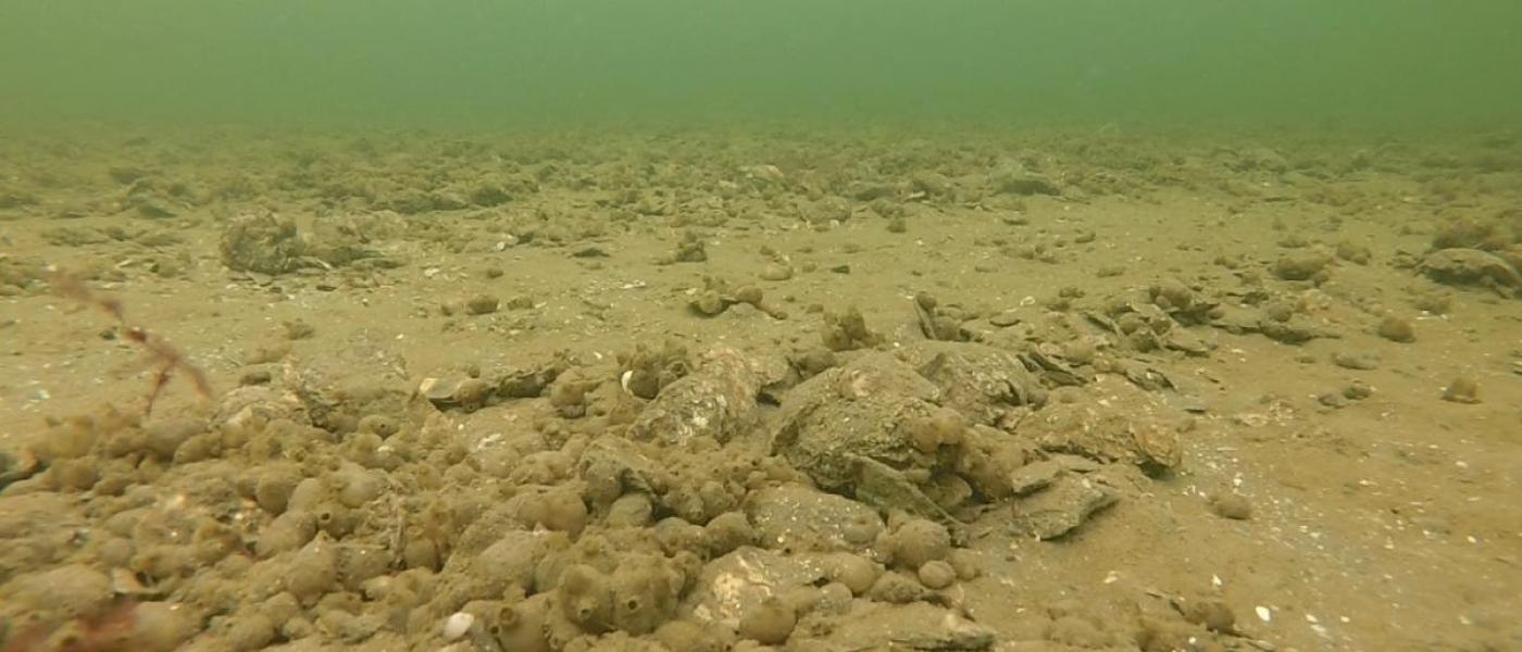 Oyster Reefs And Restoration | Smithsonian Environmental Research Center