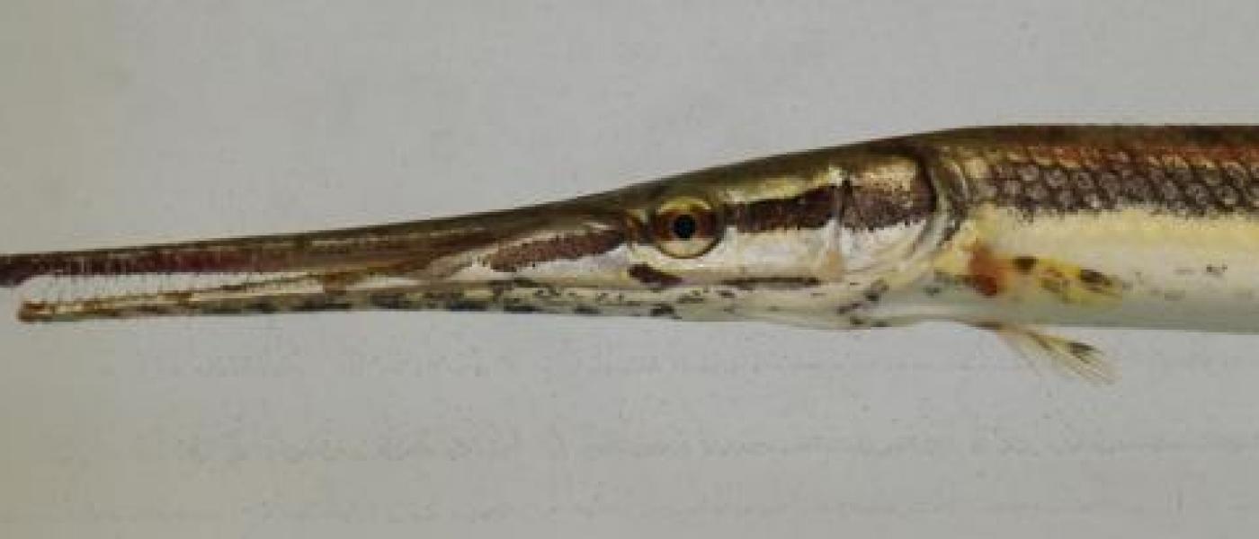 Fish Longnose Gar (Lepisosteus osseus)