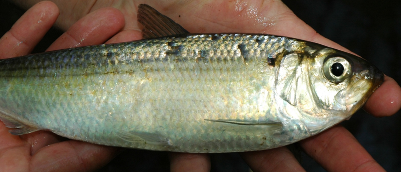 river herring