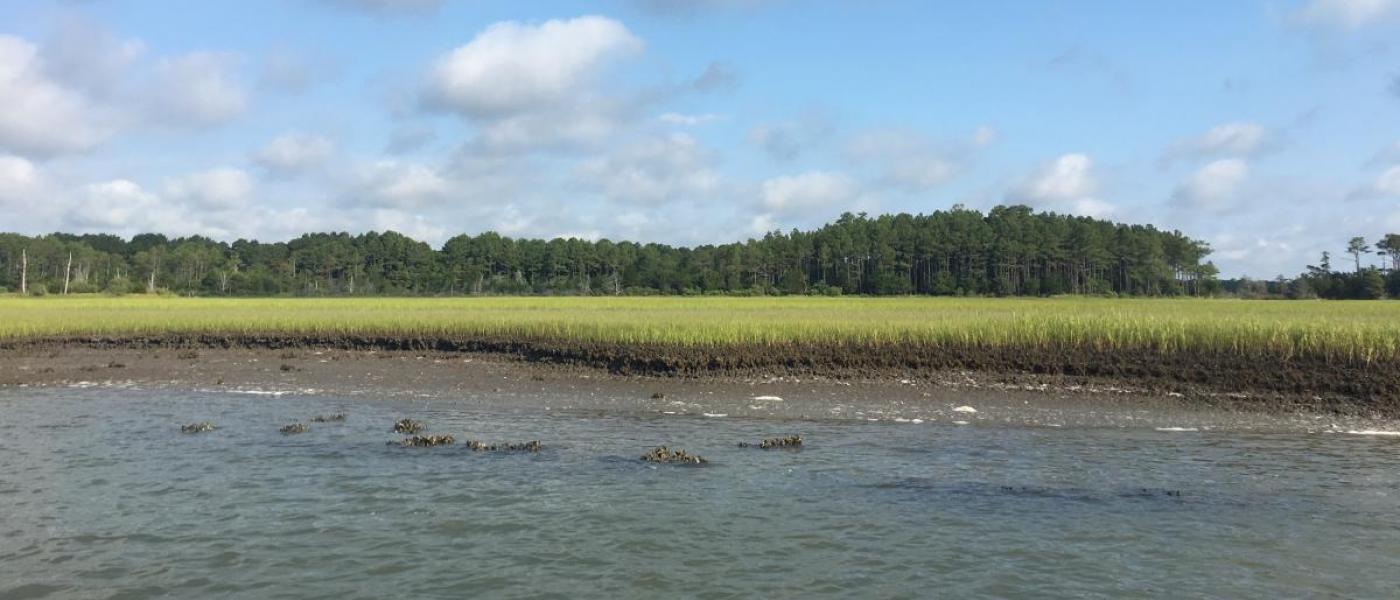 Marsh and oyster reef